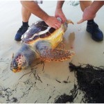 Esemplare Caretta Caretta ritrovato morto sulla spiaggia a Manfredonia (ph: statoquotidiano)